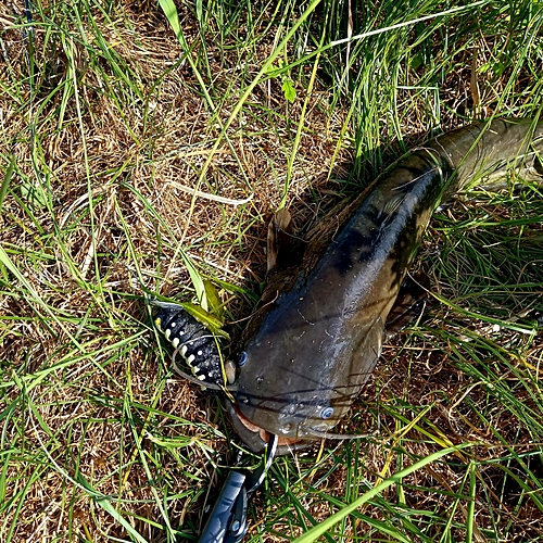 マナマズの釣果