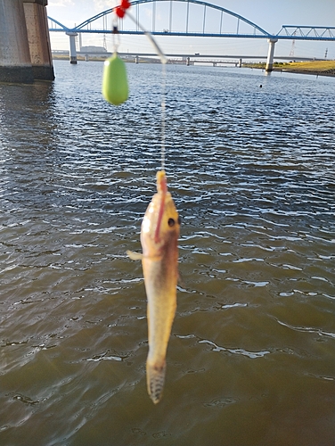 マハゼの釣果