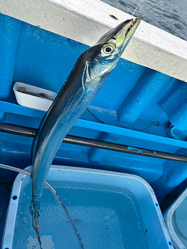 タチウオの釣果