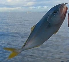 ツバスの釣果