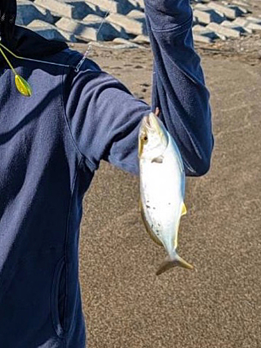 ショゴの釣果