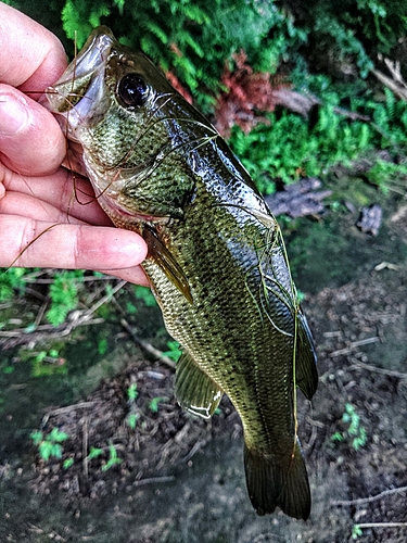 ブラックバスの釣果