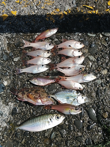 クロホシイシモチの釣果