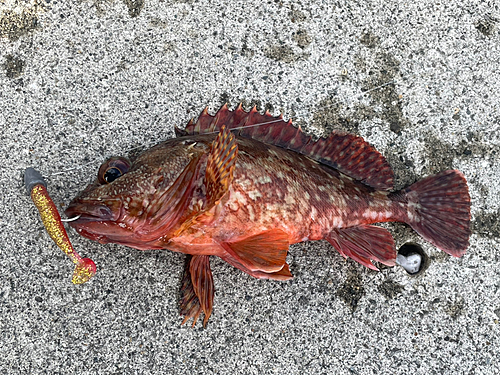 カサゴの釣果