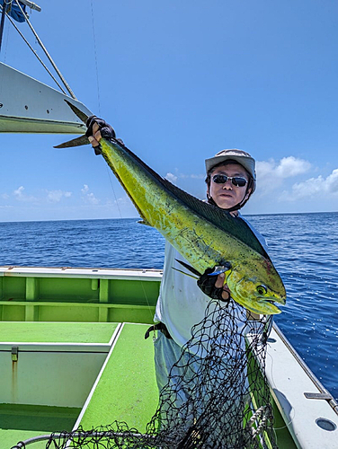 シイラの釣果