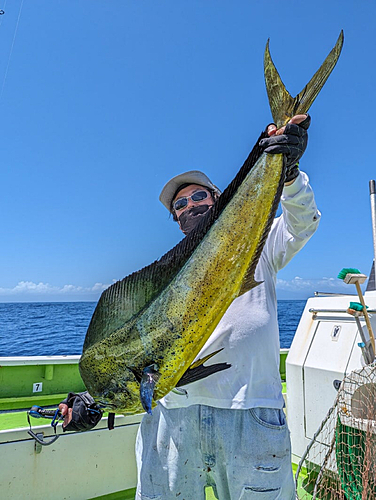 シイラの釣果