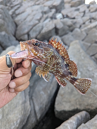 カサゴの釣果