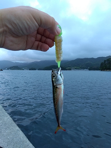 サバの釣果