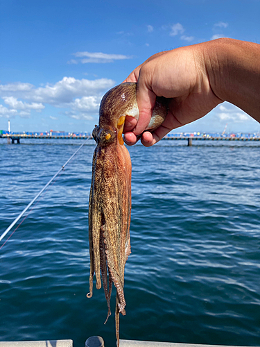 マダコの釣果