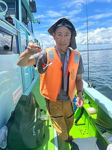 ショウサイフグの釣果