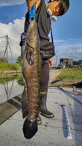 カムルチーの釣果