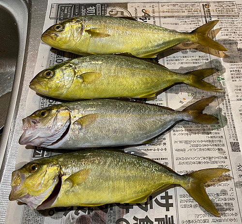 ショゴの釣果