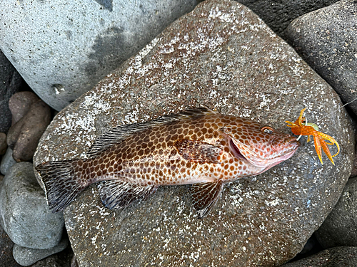 オオモンハタの釣果