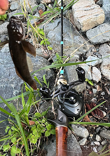 カジカの釣果