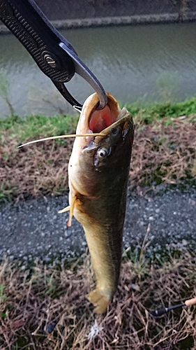 ナマズの釣果