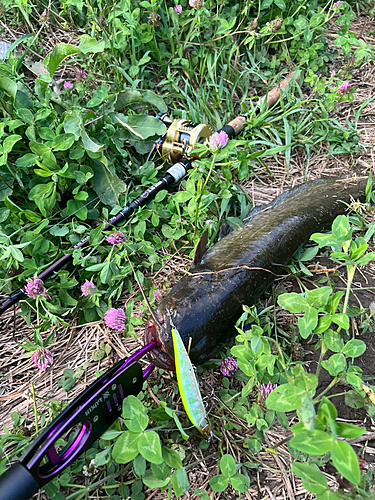 ニホンナマズの釣果