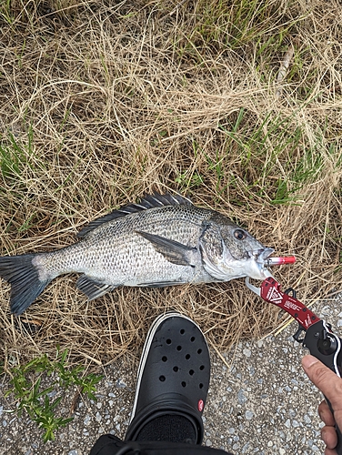 チヌの釣果