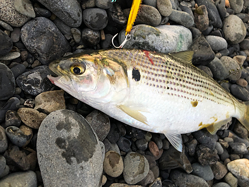 コノシロの釣果