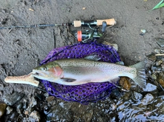 ニジマスの釣果