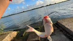 アメリカナマズの釣果