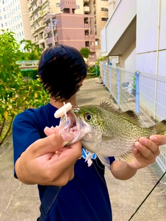 オオクチユゴイの釣果