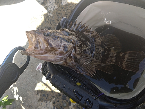 ベッコウゾイの釣果