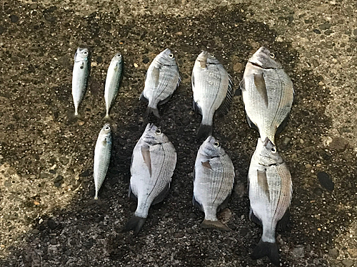 クロダイの釣果