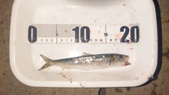 マイワシの釣果