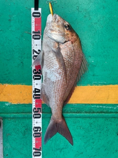 マダイの釣果