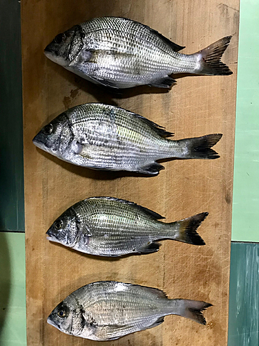 クロダイの釣果