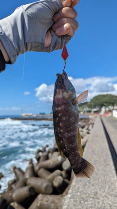 アカササノハベラの釣果