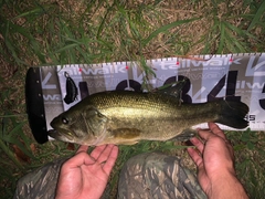 ブラックバスの釣果