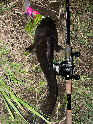 ナマズの釣果