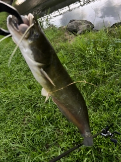 ナマズの釣果