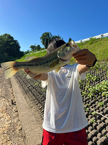 ブラックバスの釣果