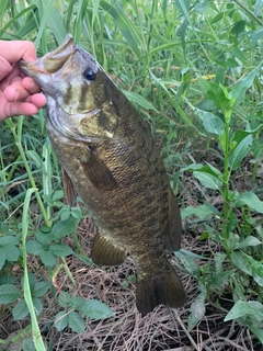 スモールマウスバスの釣果