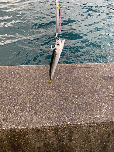 サバの釣果