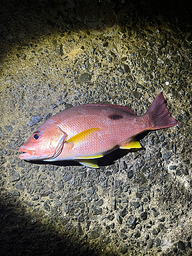 クロホシフエダイの釣果