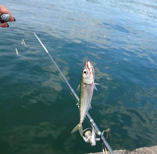 サバの釣果