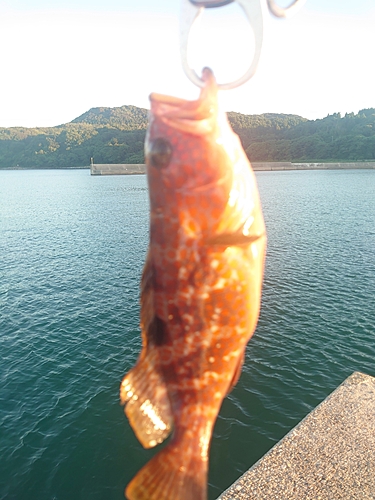 キジハタの釣果