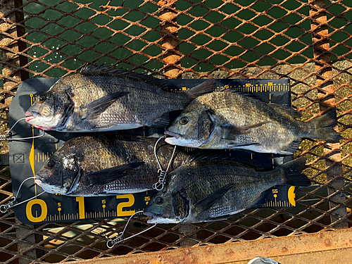 クロダイの釣果