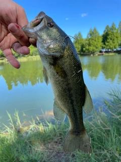 ラージマウスバスの釣果