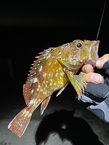 カサゴの釣果