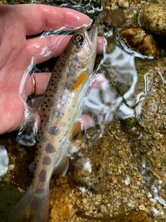 アマゴの釣果