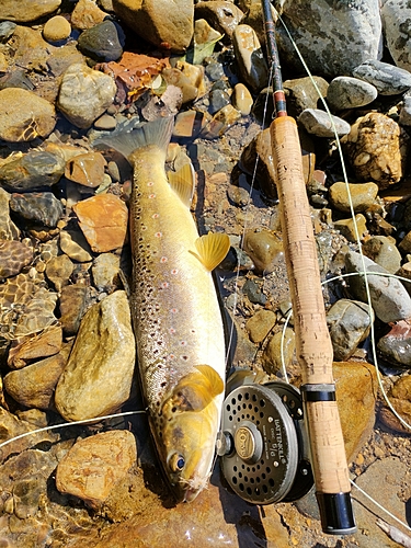 ブラウントラウトの釣果