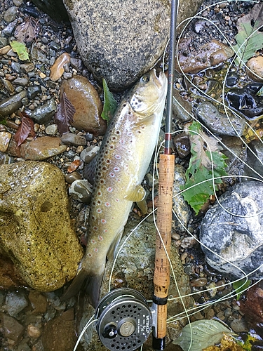 ブラウントラウトの釣果