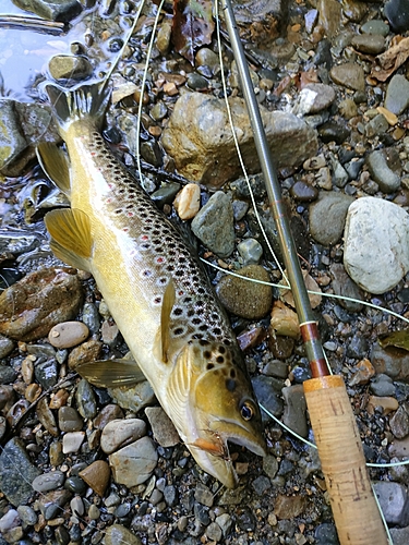 ブラウントラウトの釣果