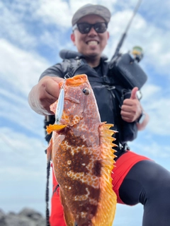 アコウの釣果