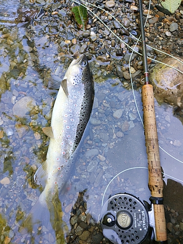 ブラウントラウトの釣果