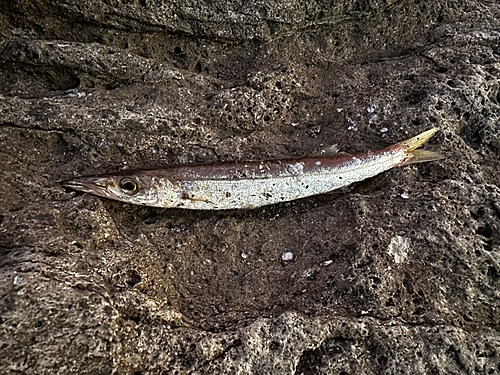 アカカマスの釣果